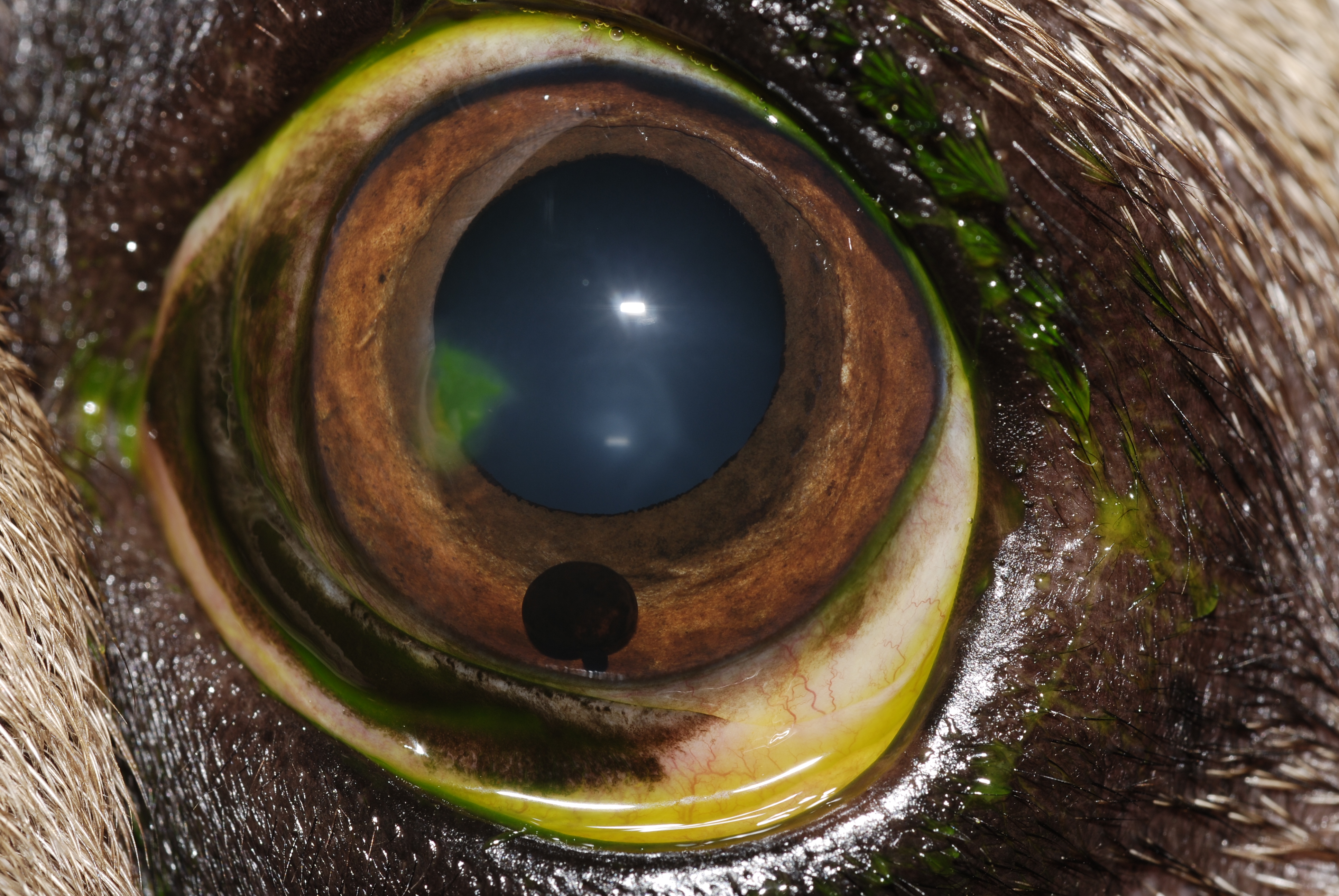 Pressió intraocular Centre Veterinari Castellbisbal